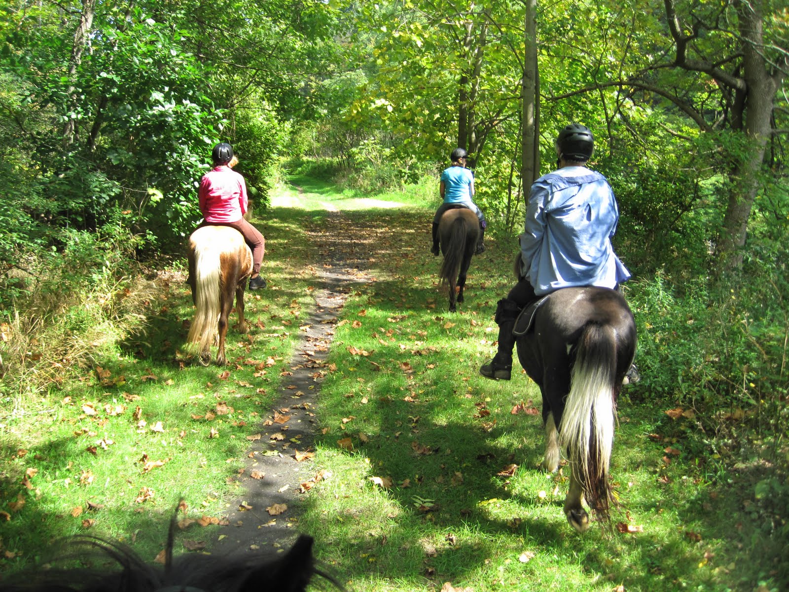 suustainable Icelandic Horse tack options