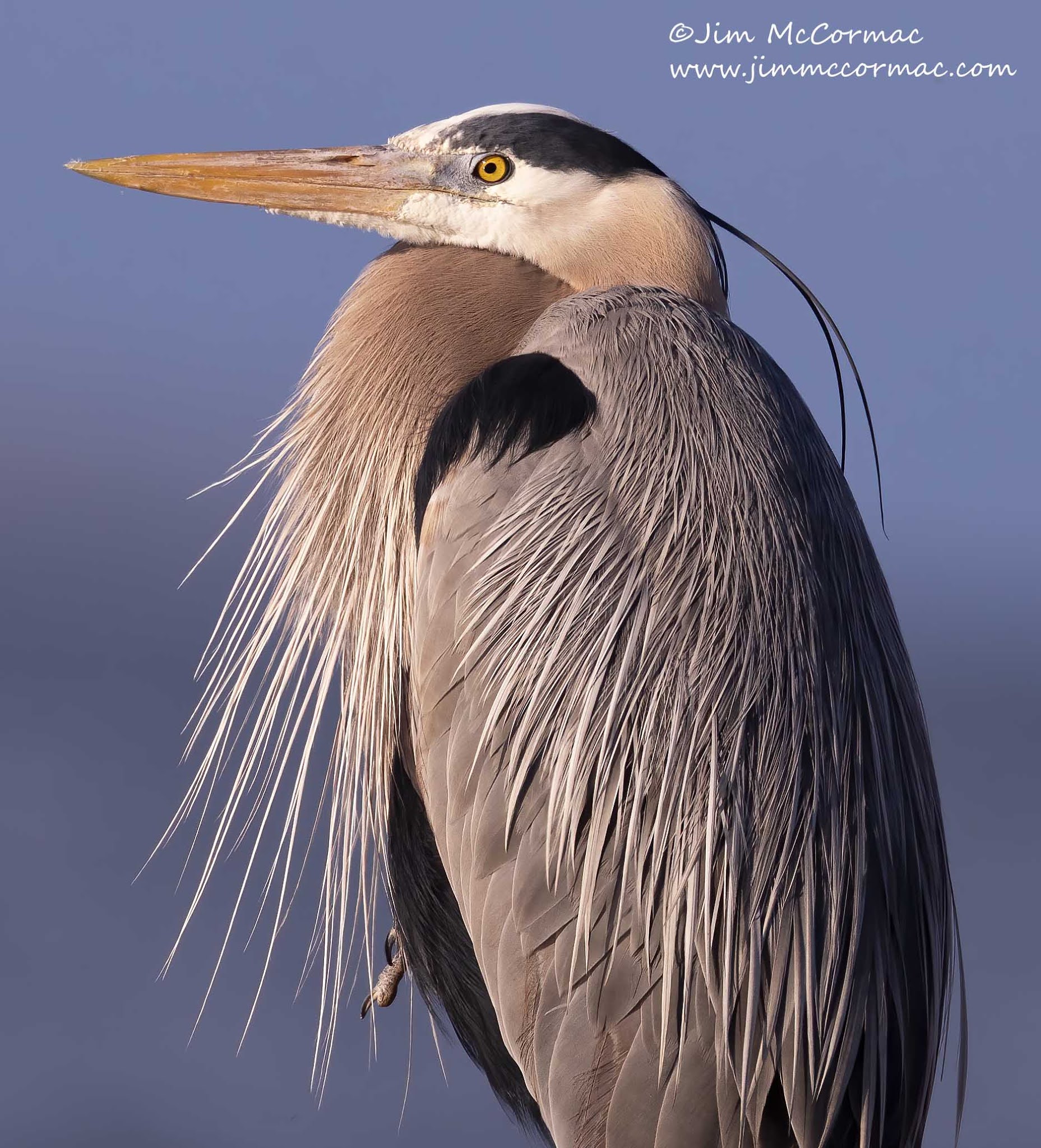 Ohio Birds and Biodiversity Great Blue Heron, with ornamental plumes