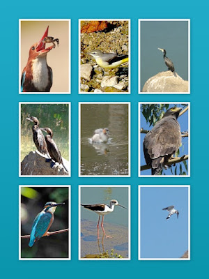 "Water Birds shot over the years at this stream,collage."