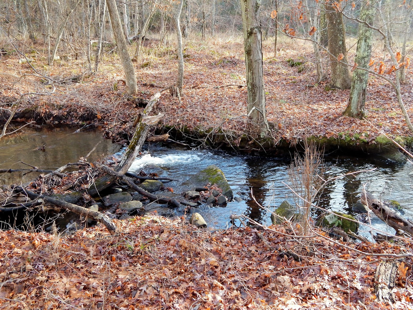Small Stream Reflections Connecticut's Wild Brown Trout