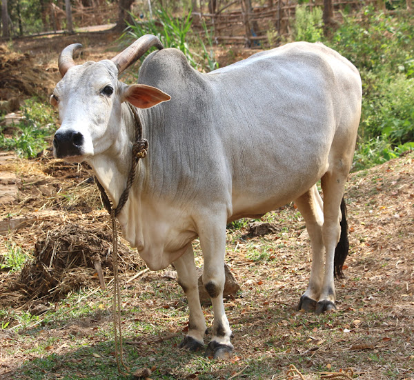 krishna valley cattle, about krishna valley cattle, krishna valley cattle breed, krishna valley cattle breed info, krishna valley cattle breed facts, krishna valley cattle care, caring krishna valley cattle, krishna valley cattle color, krishna valley cattle characteristics, krishna valley cattle facts, krishna valley cattle for milk, krishna valley cattle history, krishna valley cattle horns, krishna valley cattle info, krishna valley cattle images, krishna valley cattle milk, krishna valley cattle origin, krishna valley cattle photos, krishna valley cattle pictures, krishna valley cattle rarity, krishna valley cattle rearing, raising krishna valley cattle, krishna valley cattle size, krishna valley cattle temperament, krishna valley cattle uses, krishna valley cattle weight