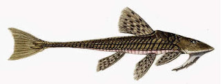 Vieja del agua