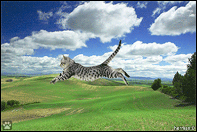 Art Cat GIF •  Paranormal CATivity... Floating... floating and... blazing acceleration! Wow!