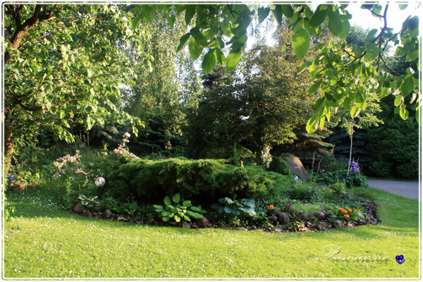 przedogródek, garden in front, cotage garden