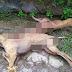Warga Benarkan 6 Ekor Anjing Liar yang Ditembak Adalah Kawanan Pemangsa Ternak