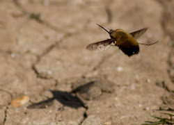 bee dotted fly flight quest nature