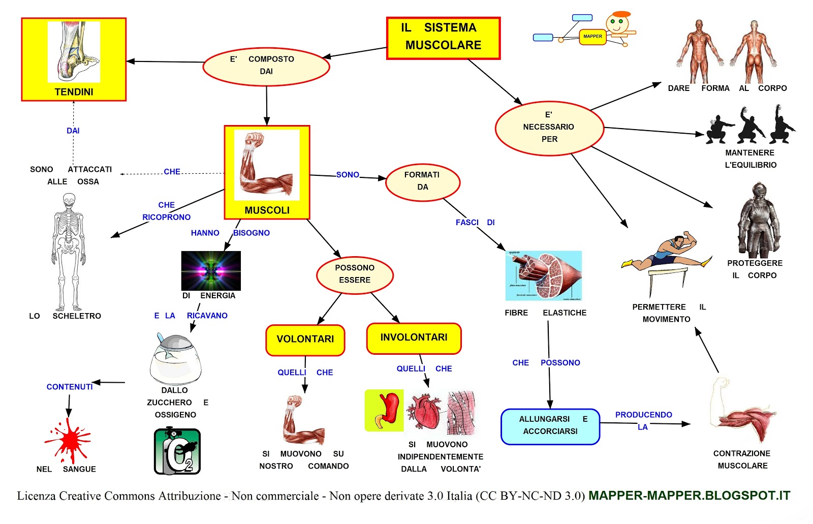 MAPPER SISTEMA MUSCOLARE MAPPER SISTEMA MUSCOLARE