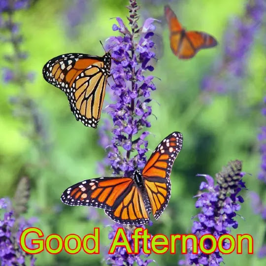 Good Afternoon HD Image