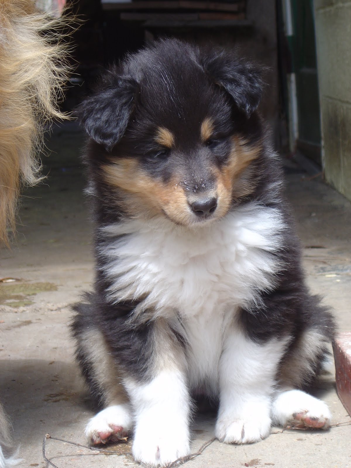 Musings from Fairlight Farm Week SixCollie Puppies