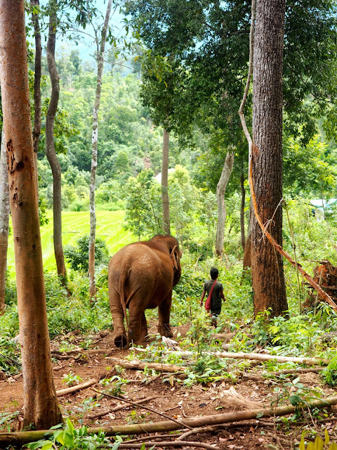 Elephant and trainer in the jungle at sanctuary outside Chiang Mai, Thailand