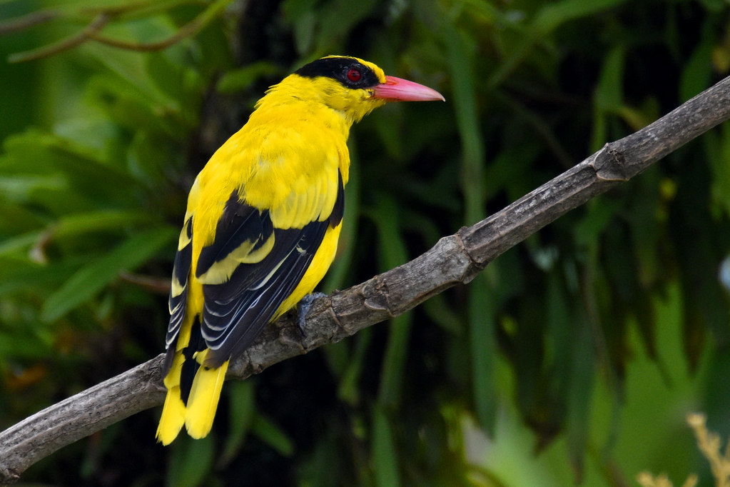 7 Cara Merawat Burung Kepodang Agar Bisa Gacor Dengan Cepat