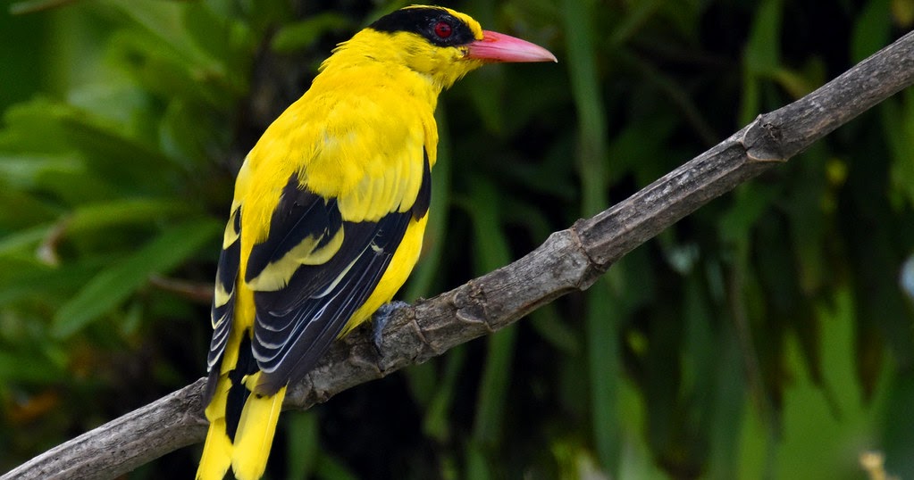 Gambar Burung Kepodang