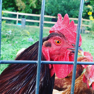Abu, our jerk rooster
