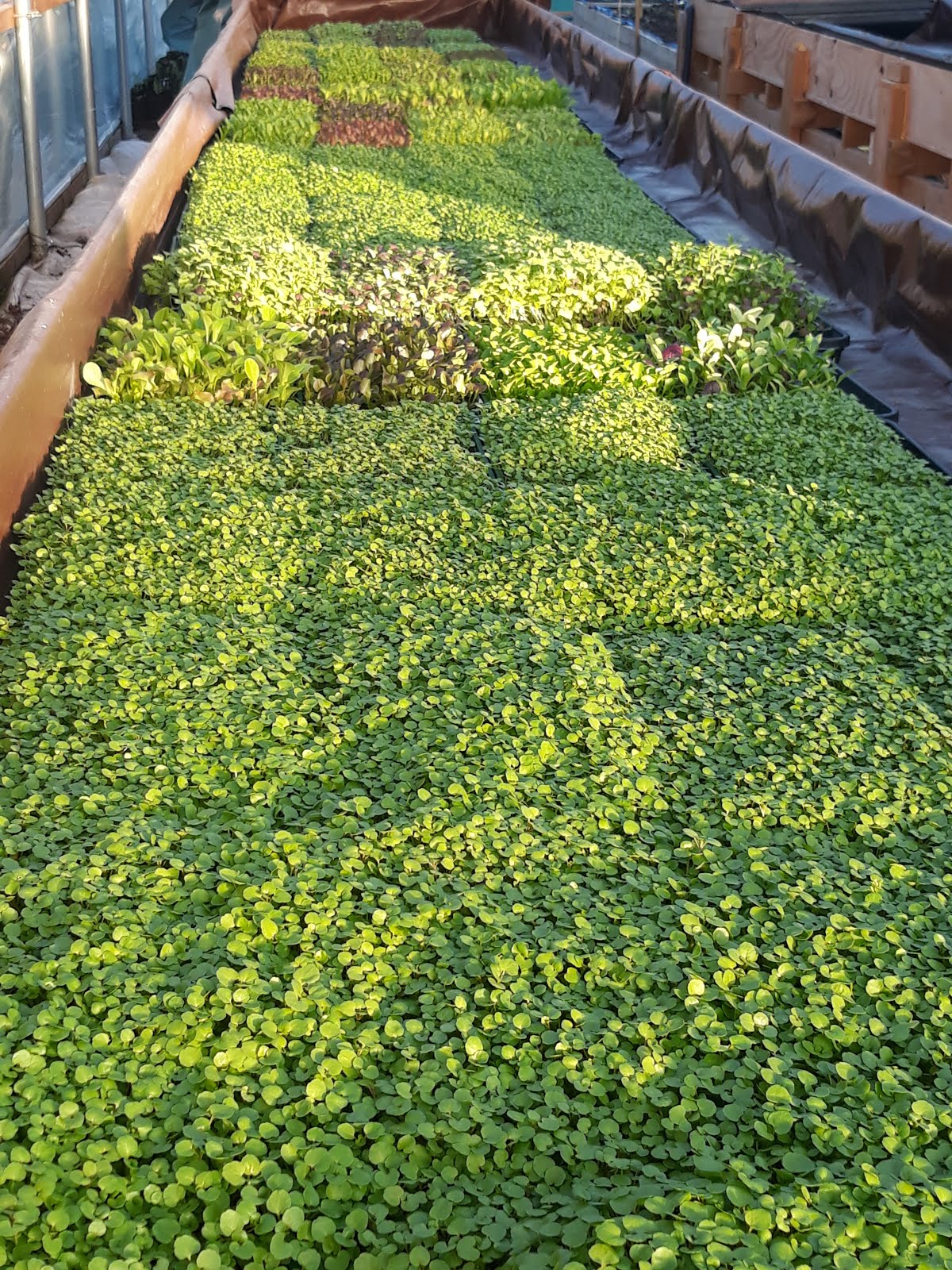 A sea of salad and cress