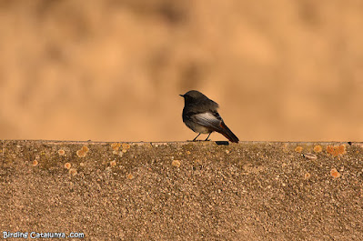 Cotxa fumada (Phoenicurus ochruros)