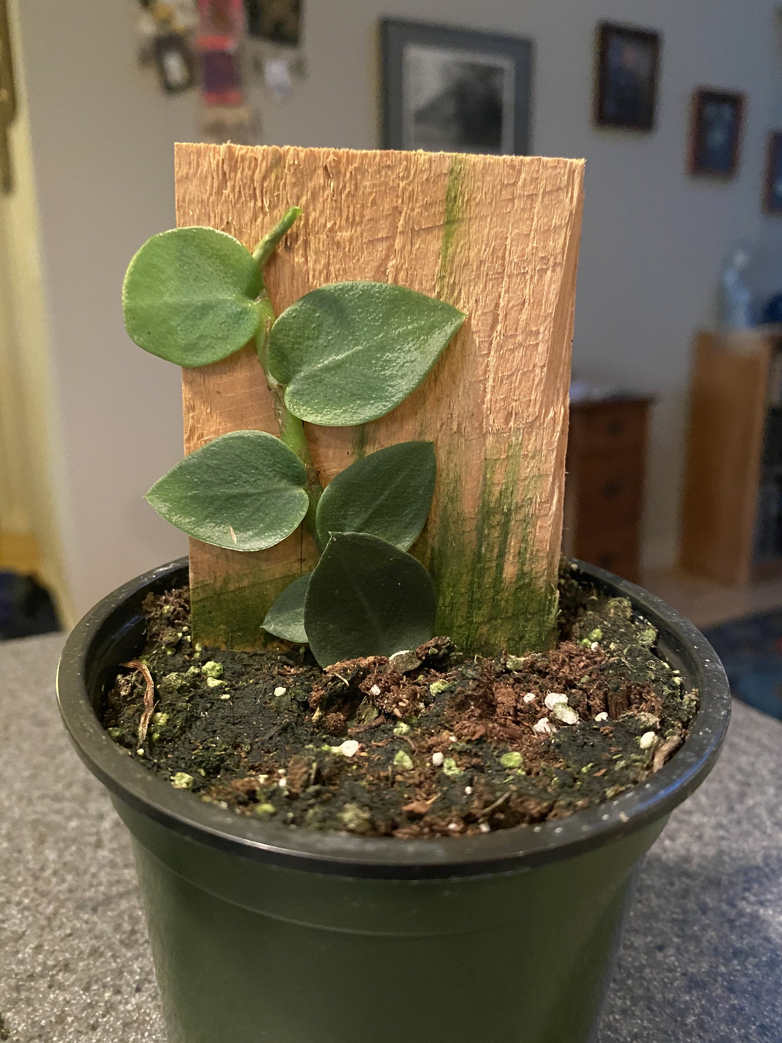 Travaldo�s blog Rhaphidophora hayi Shingle plant care