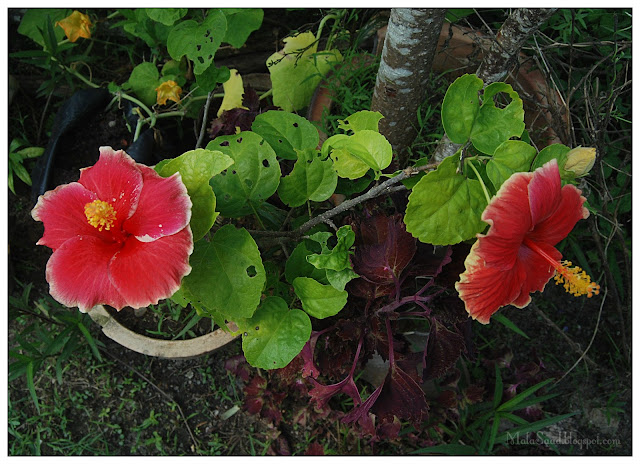 Apa Penjagaan Bunga Raya Yang Perlu Di Rumah