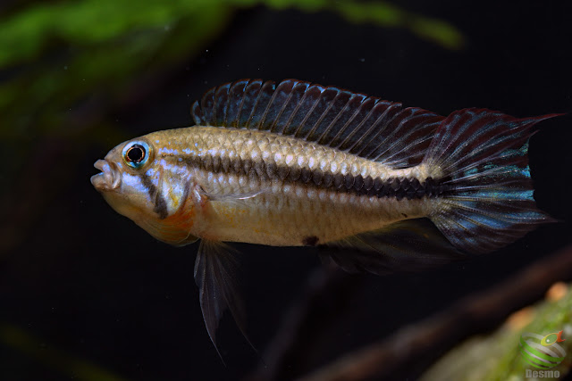 Apistogramma mendezi / Santa isabel