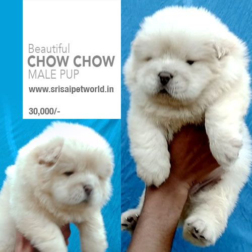 Get Charming Chow Chow puppy in India