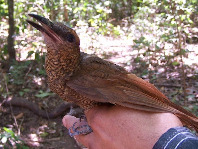 woodcreeper