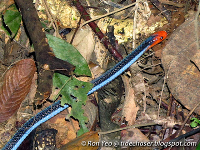 Blue Malayan Coral Snake (Calliophis bivirgata)