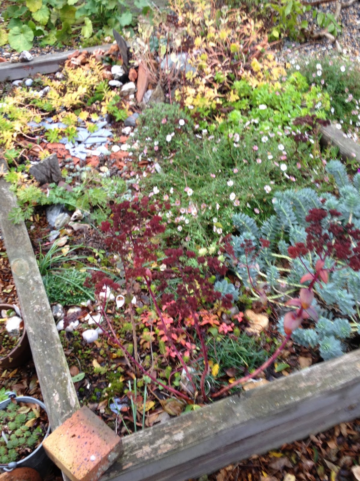 Notre Jardin Secret J Ai Pas Attendu La Sainte Catherine