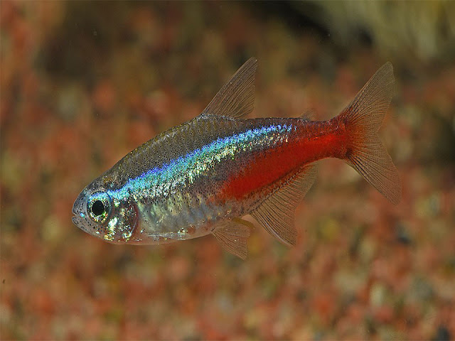 black neon tetra, neon tetra fish, green neon tetra, tetras fish, black neon, pregnant neon tetra