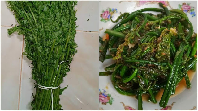 Mulai dari Anti Kanker, Menjernihkan Bola Mata, Ini 20 Manfaat dan Khasiat Pakis Hijau untuk Kesehatan