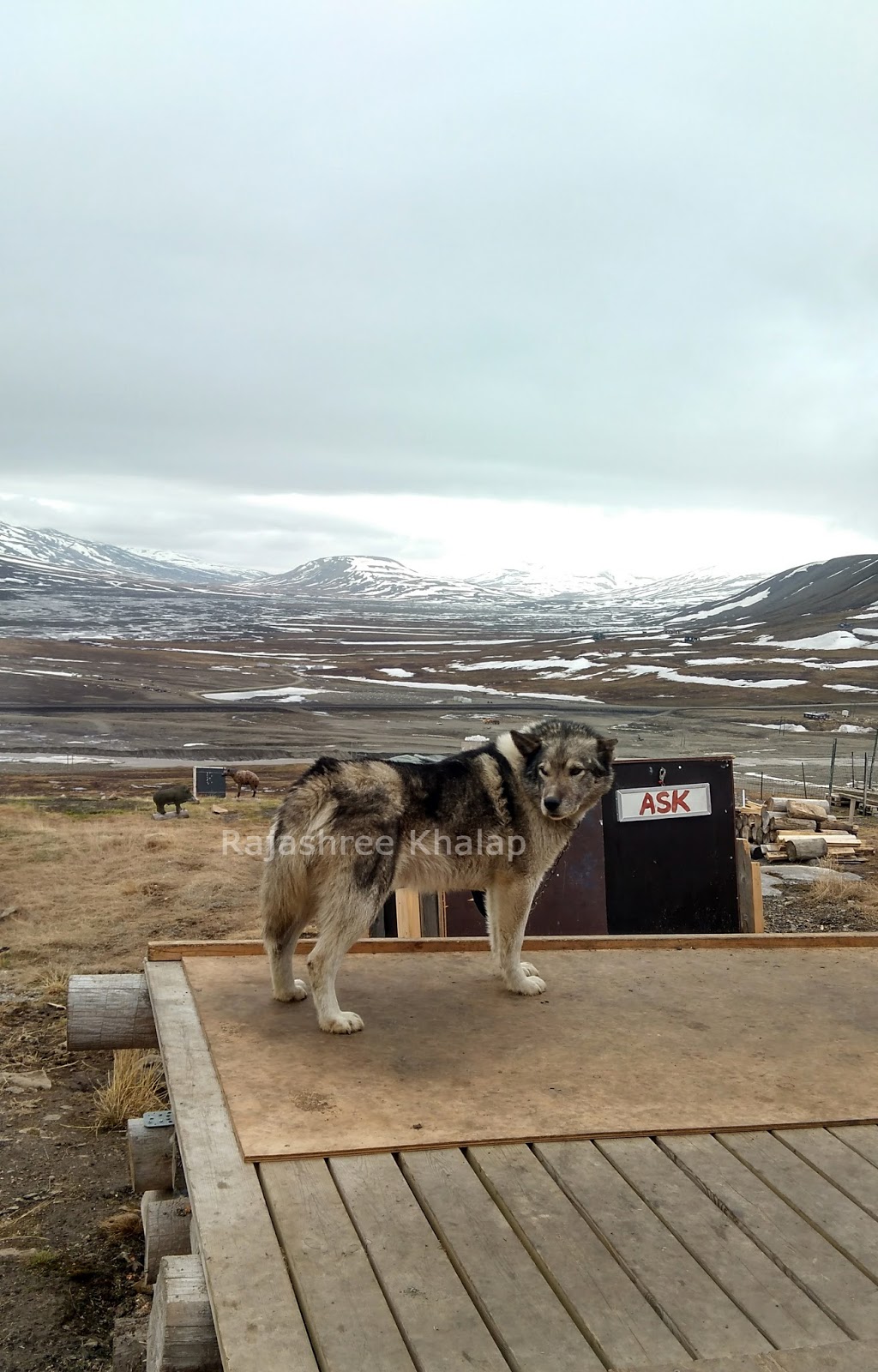 Polar dogs of the High Arctic