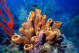 Porifera adalah hewan yang memiliki tubuh yang cukup sederhana