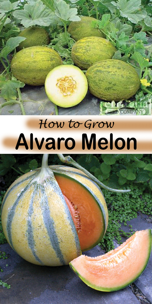 How to Grow Melon and Cantaloupe, Growing Your Own Melons at Home