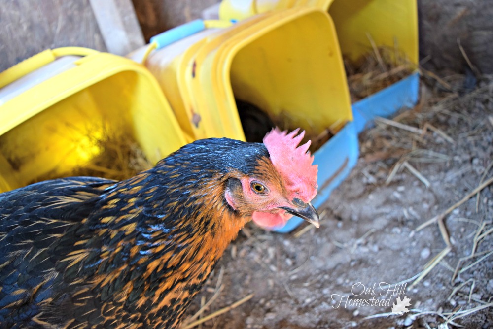 Feather Pecking in the Chicken Coop Oak Hill Homestead