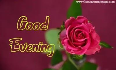 Good Evening Rose Pictures Good Evening Rose Pictures