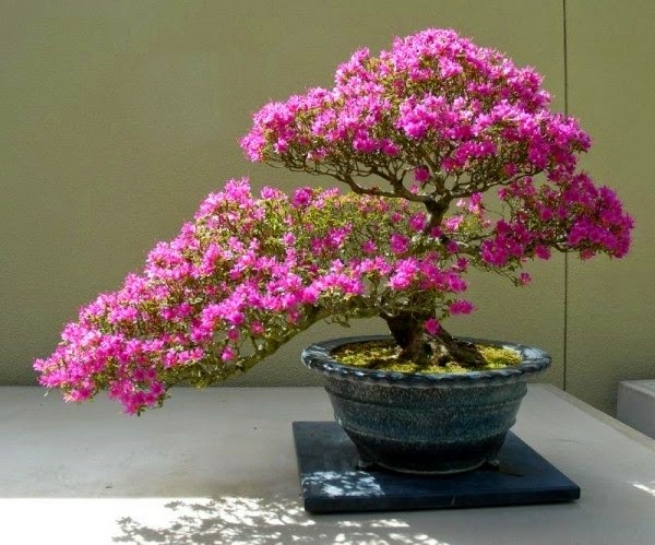 Magnificent bonsai types