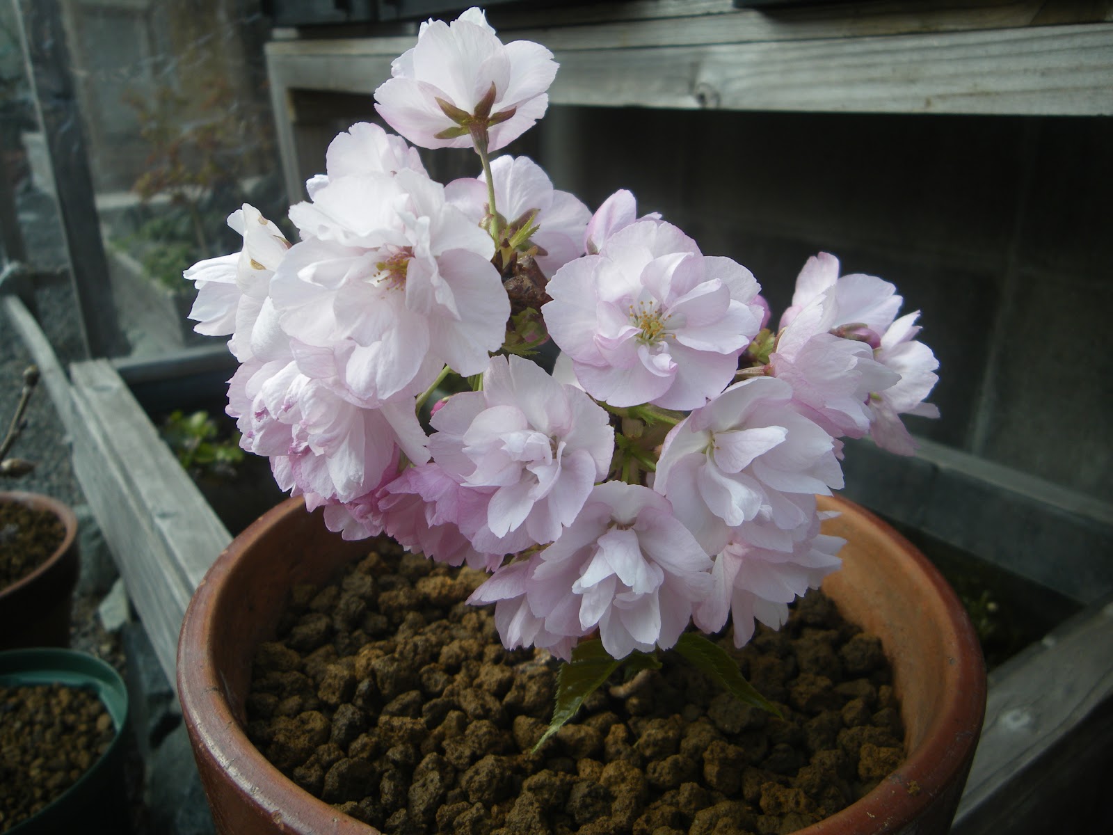 桜の小さな鉢植え 旭山桜のミニ盆栽の植え替えから満開まで メダカの大工