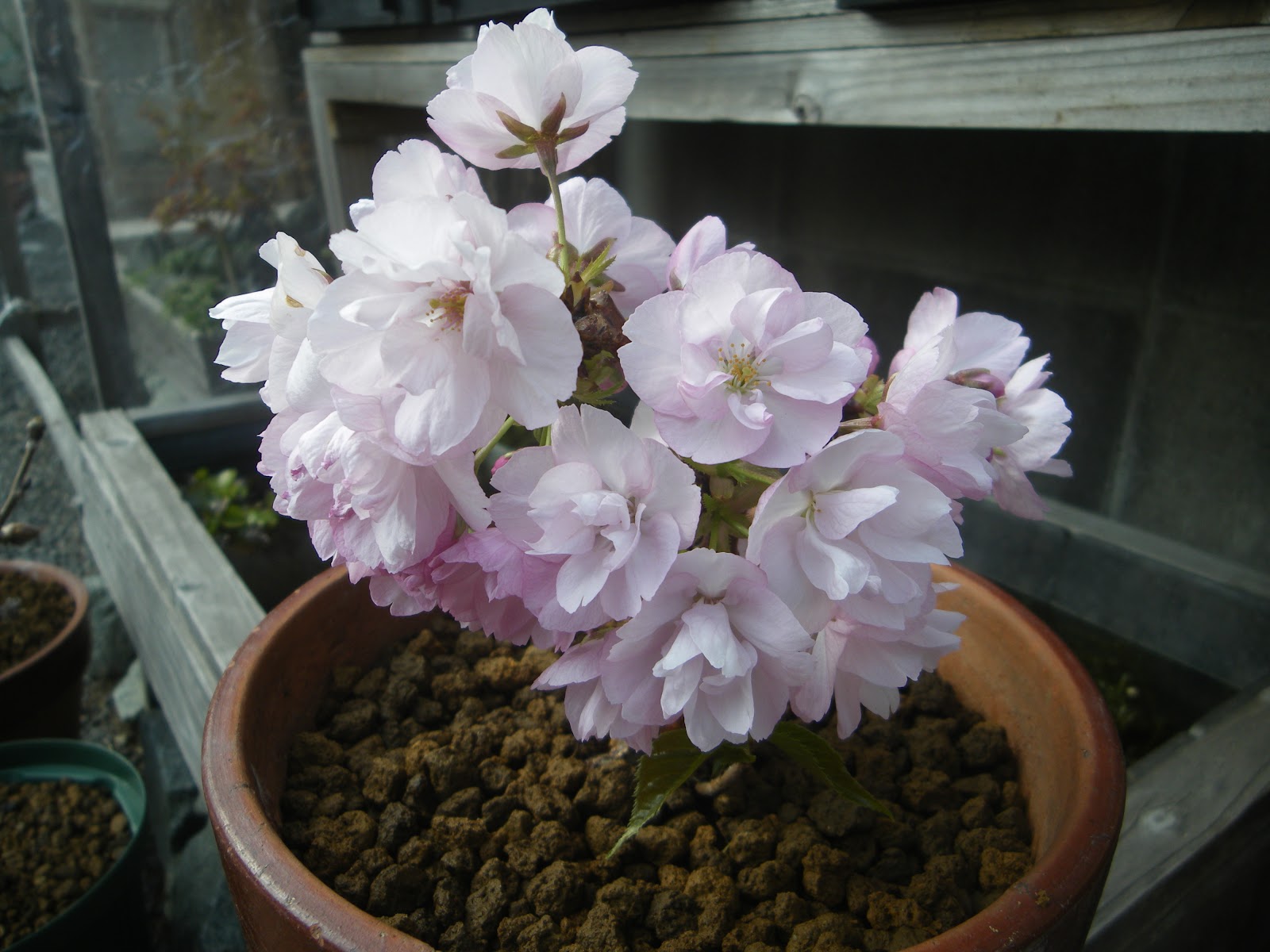 適当な価格 【確認用】桜 鉢植え - 植物/観葉植物 - www.lifeinsp.com