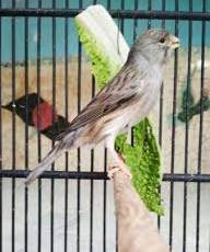 Mengenal Ciri Burung Kenari Starblue Beserta Harga Dan