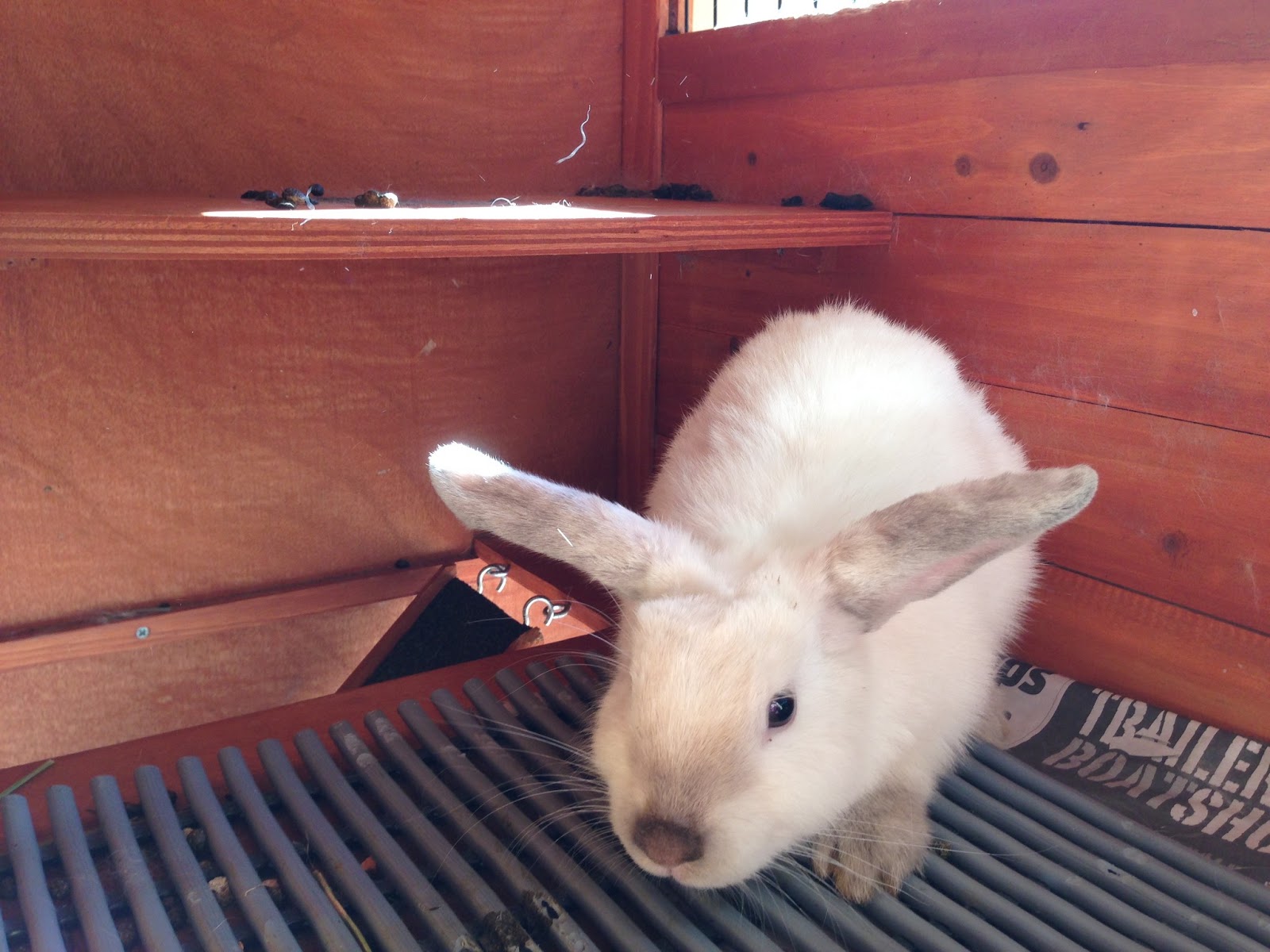 Rabbit Rescue Sanctuary: FEATURE RABBITS FOR ADOPTION TODAY