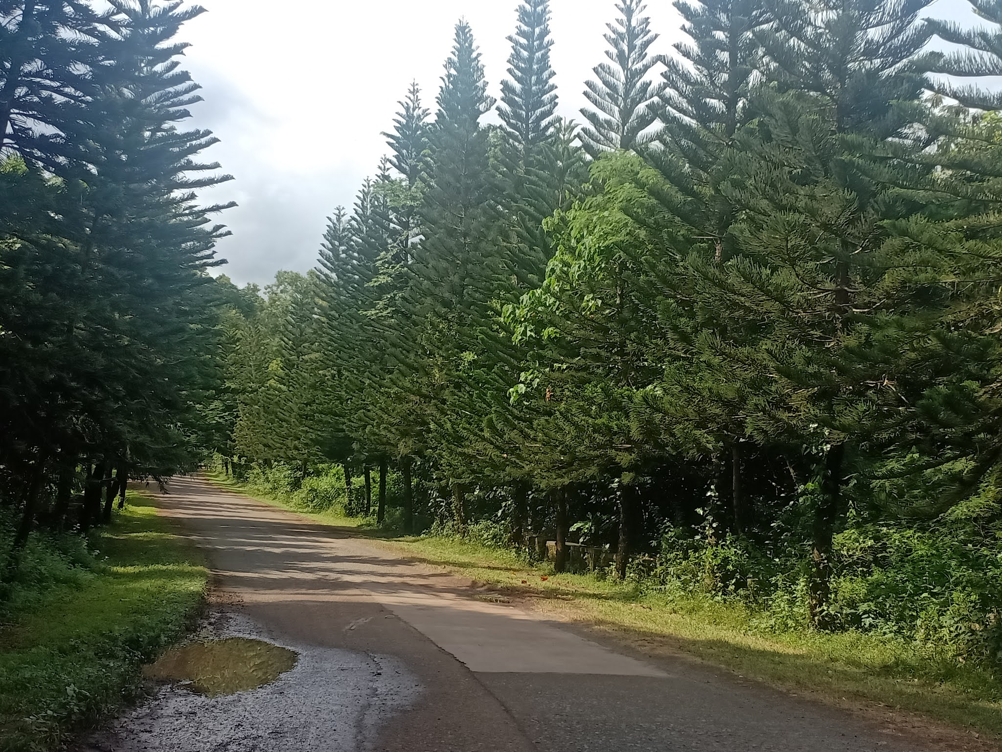 In Love With Sunflower Little Baguio Of Antipolo