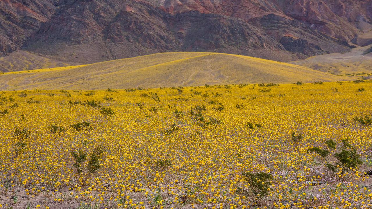 Jeff Sullivan Photography Death Valley "Super Bloom" 2016 Best