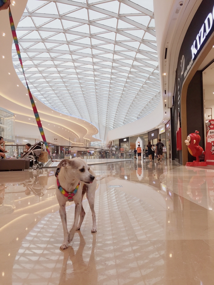 Korea's First Dog Friendly Mall - Starfield Hanam