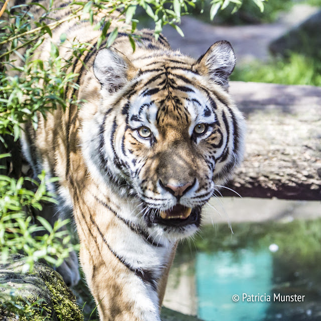 Siberian Tiger in Zoo Amersfoort