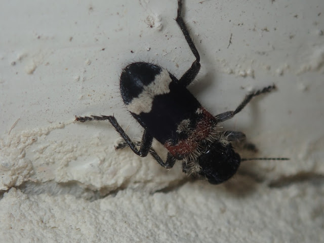 Clerus mutillarius Clerus mutillarius
