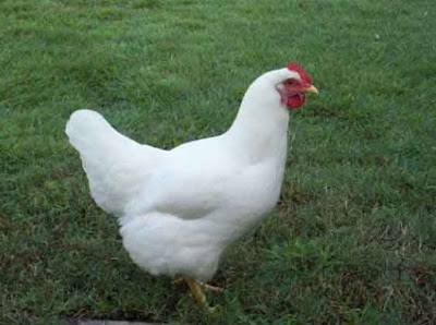 Gen Ayam potong/pedaging