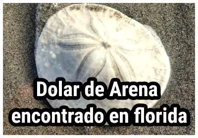 Dólar de arena encontrado en la costa de Florida