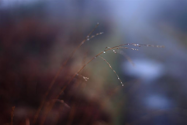 blade of grass covered in raindrops