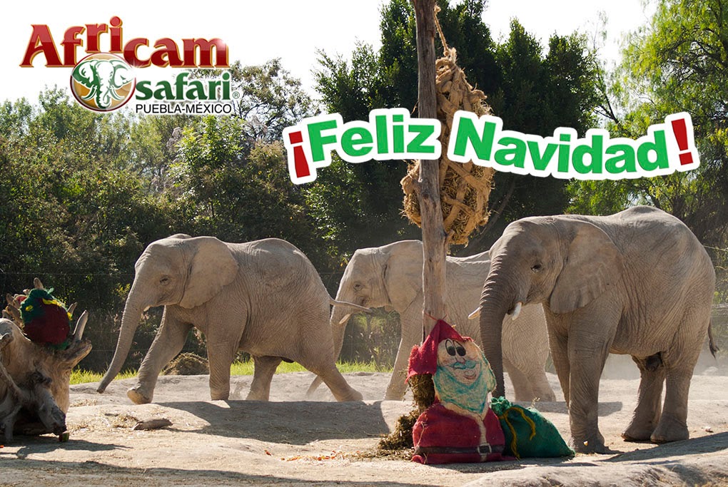 africam safari fiesta