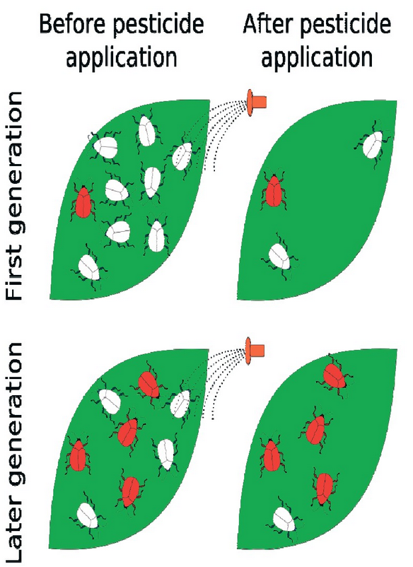 WHAT IS PESTICIDE RESISTANCE