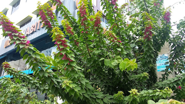 bougainvillea plant background