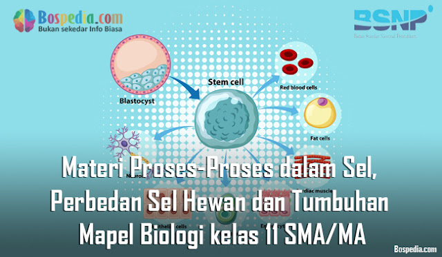 Materi ProsesProses dalam Sel, Perbedan Sel Hewan dan
